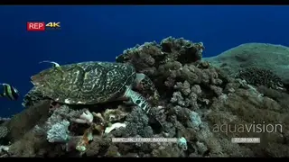 A cutaway CU slow motion shot of a hawksbill turtle picking up and moving a shell that is.
