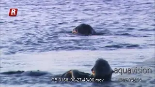 Sea Otter floating above water and scratching itself and diving on the sea floor.