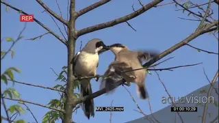 Loggerhead Shrike feeding young on a tree LA