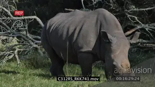 White Rhino grazing on grassland GREEN 4K