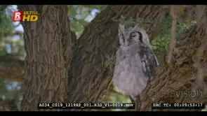 Medium close up shot of giant eagle owl resting on the tree