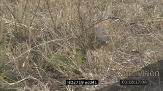 Mozambique Spitting Cobra crawling through grass MCU ZI CU PAN