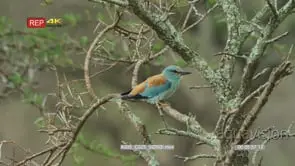 European roller perched on branch of thorn tree