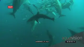 Dusky Sharks and Common Dolphins swimming underwater in ocean with Sardines and Cape.