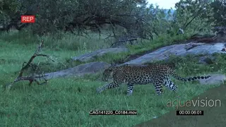 Leopard walking and stalking on bushveld LS PAN HAND