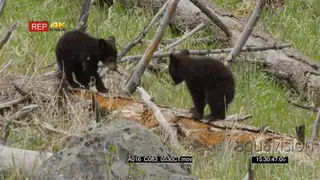 A pair of black bear cubs playing around.