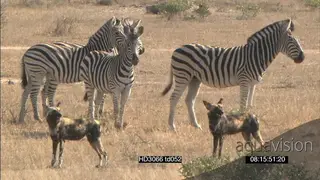 Zebra herd Defensive Protective behaviour standing together charging chasing away African.