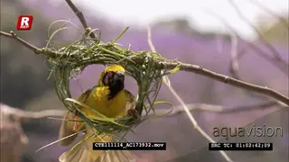 Spotted-backed Weaver male building nest CU