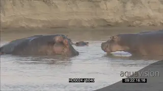 Hippo pod social behaviour 2 hippos agitated facing off attempting to fight