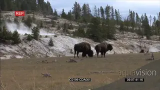 A herd of American Bison standing, walking and grazing WS