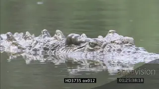 Crocodiles fight, slaps around, swim away, other crocodiles lay on bank