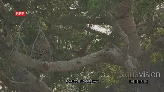 Leopards sleeping on tree and one standing and turning LA 2S LWS