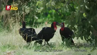 Three ground hornbill searching for food on the ground