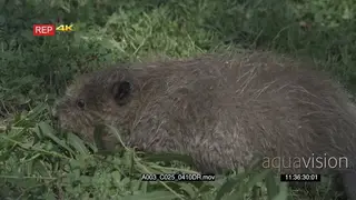 Wet Beaver laying on grass looking around PROFILE GREEN