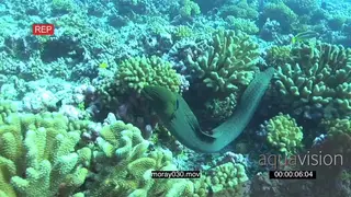 Moray Eel swimming through reef feeding searching hunting followed by Bluestreak Cleaner.
