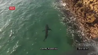 AERIAL of Great white shark hunting along coastline