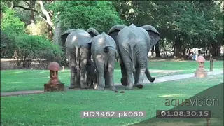 African elephant family with calf gathered together in Mfuwe lodge courtyard Protective.