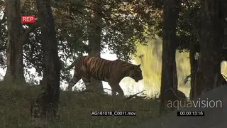 Bengal Tiger patrolling territory SCENIC PROFILE PAN AmCam