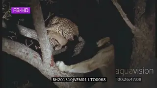 Leopard on a tree feeding on an Impala, lioness climbs up to fight the leopard for the.