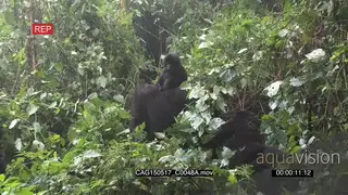 Group of Mountain Gorillas with juvenile sitting and moving in forest WS ZI MLS HAND