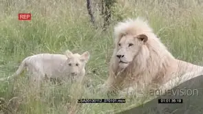 White lion male yawning cub looking walking away