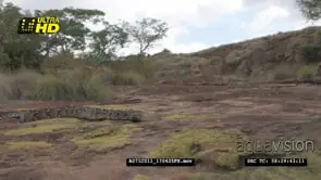 Puff Adder snake basking on a rocky outcrop MS