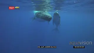 Humpback whale mother surfacing with the young calf UW SOCIAL INTERACTION