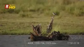 Pied kingfisher perched on a tree log, foraging and looking around. MLS.