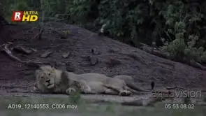 Two Adult male African Lion waking, shaking heads, standing, walking and face rubbing, MLS.
