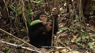 Young Chimpanzees in rainforest foraging feeding and looking towards the camera