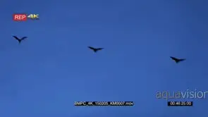Sunset at kalong island komodo Indonesia with fruit bats sunda flying from the island
