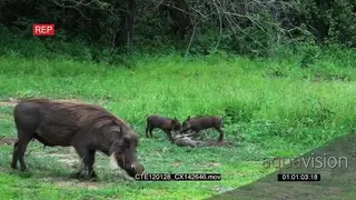 Warthog piglets playing and walking on bushveld and mother standing and grazing LS PAN
