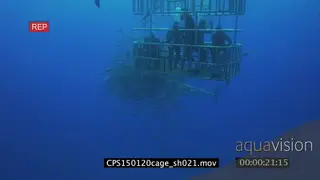 Great White Shark swimming around divers in a cage underwater in ocean LS PAN HAND