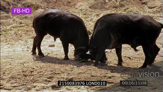 Cape Buffalo bull fight sequence