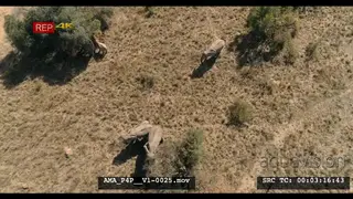 Aerial Drone African elephant herd and calves feeding off bushes