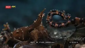 Close up side view of a Wonderspus octopus Wonderpus photogenicus and its large tentacles.