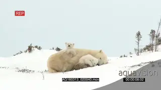 Polar bear cubs playing around mother resting