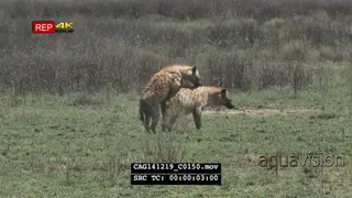Spotted Hyenas mating on bushveld LS HAND