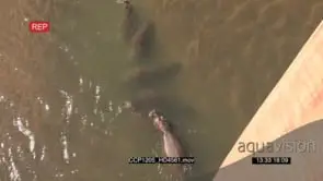 A Pod of Hippos swimming and playing in the River WS HA