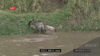 Blue Wildebeest migrating caught by Nile Crocodile crossing Mara River MS being submerged.