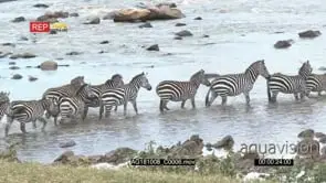 Zebra herd crossing the mara river during their migration struggling to climb the.