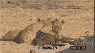 Female African lion pride sitting biting injured Cape buffalo calf MCU MS MLS ZO
