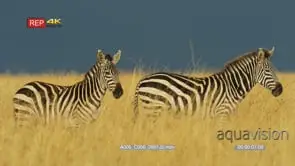 Two zebra standing in the grass at dusk