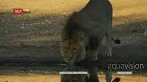 Large male lion walking to water and drink