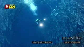 A diver is totally surrounded by hundreds of bigeye trevally fish while busy filming