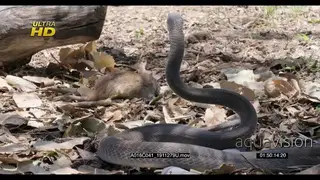 Black mamba aims to strike a rat, defensive posture and hunting.