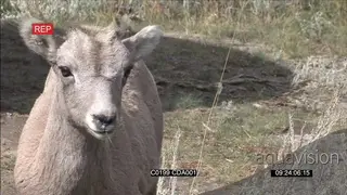 Bighorn sheep cub standing and grazing then walks off MS GENERAL BEHAVIOUR