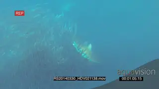 Dusky sharks feeding on sardine bait ball UNDERWATER HANDHELD