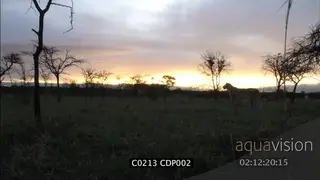 Lion in SCENIC African sunset