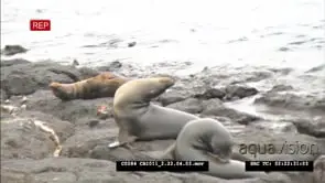 Galapagos Sea Lion playing with feather